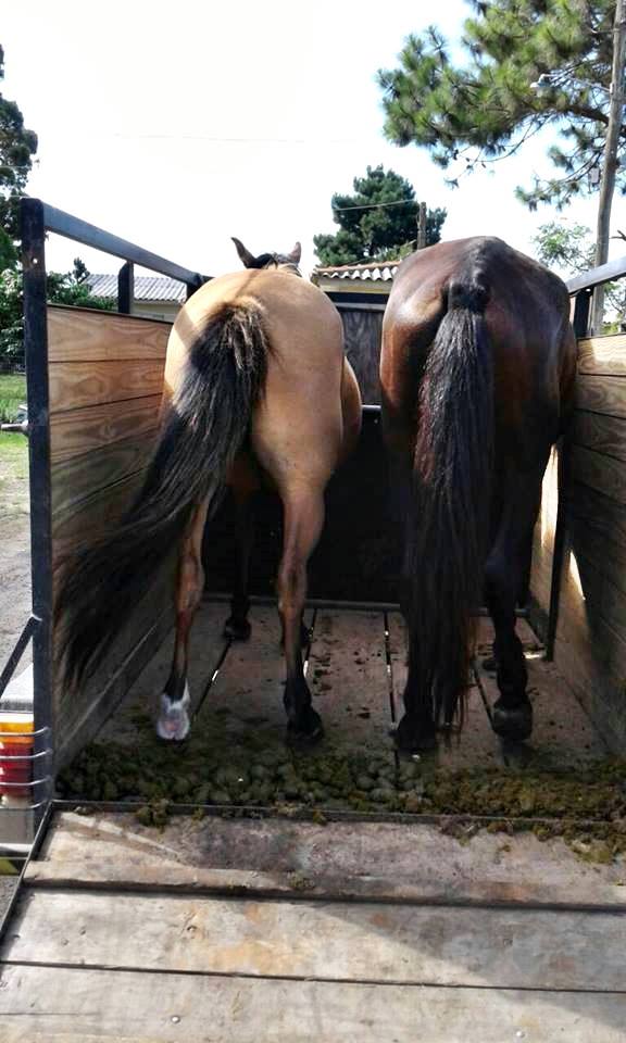 Departamento de Proteção Animal apreende cavalos em Osório
