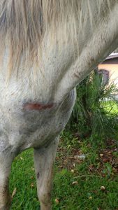 PATRAM autua dono de cavalos por maus tratos em Osório