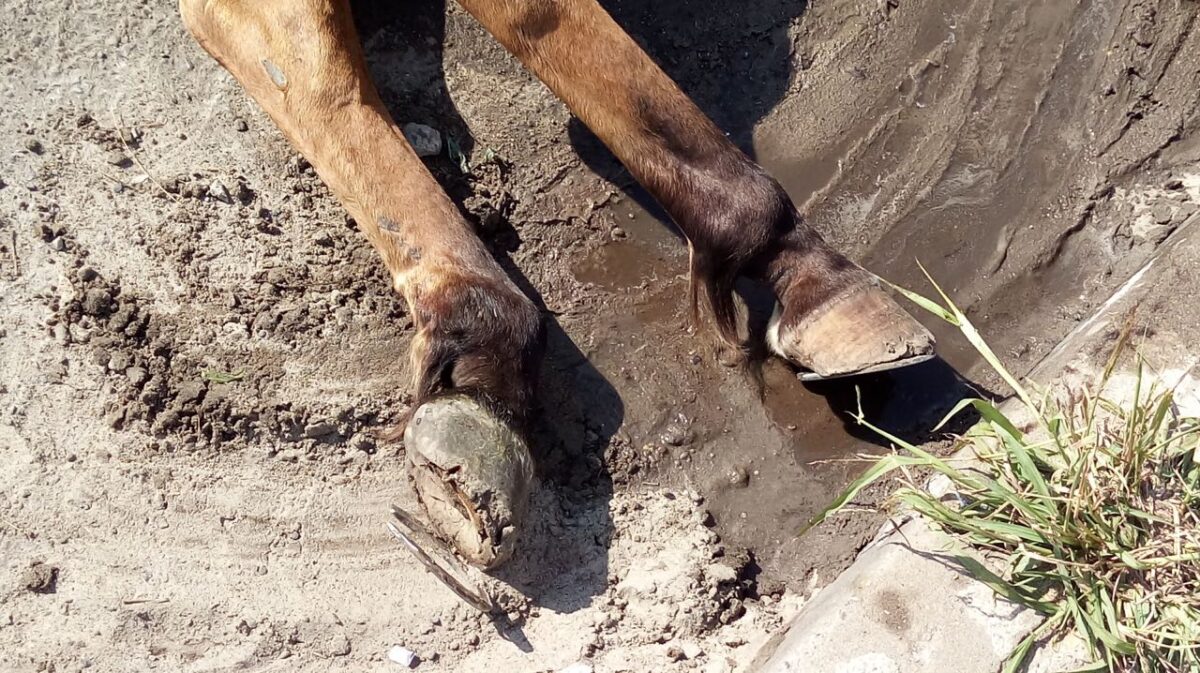 Batalhão ambiental flagra maus tratos a animal em Capão da Canoa