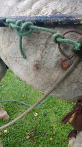 PATRAM autua dono de cavalos por maus tratos em Osório