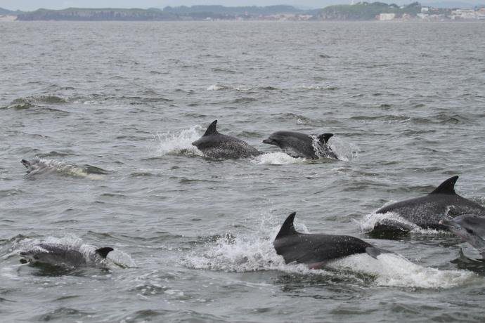 Golfinhos são avistados no Litoral Gaúcho