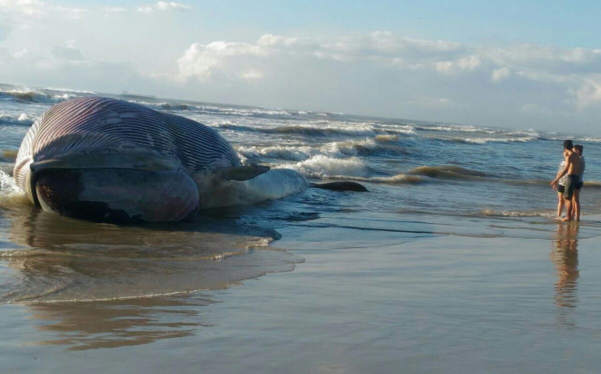 Baleia encalha e morre em praia de Imbé