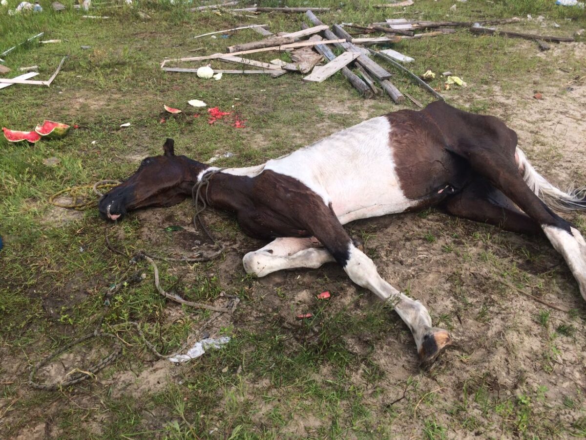 Eutanásia: cavalo é sacrificado, após maus tratos em Osório