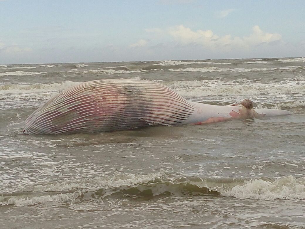 Outra baleia é encontrada morta no Litoral Norte
