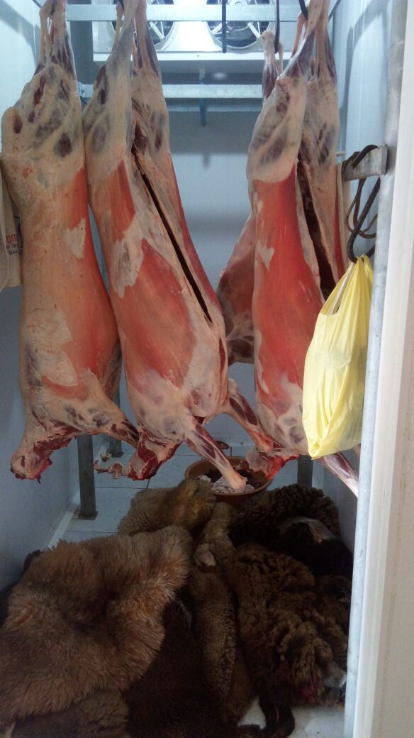 Abate clandestino de ovinos é flagrado em Santo Antônio da Patrulha