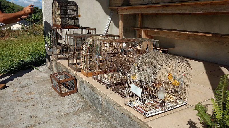 Operação apreende 11 pássaros silvestres e multa infratores em Maquiné