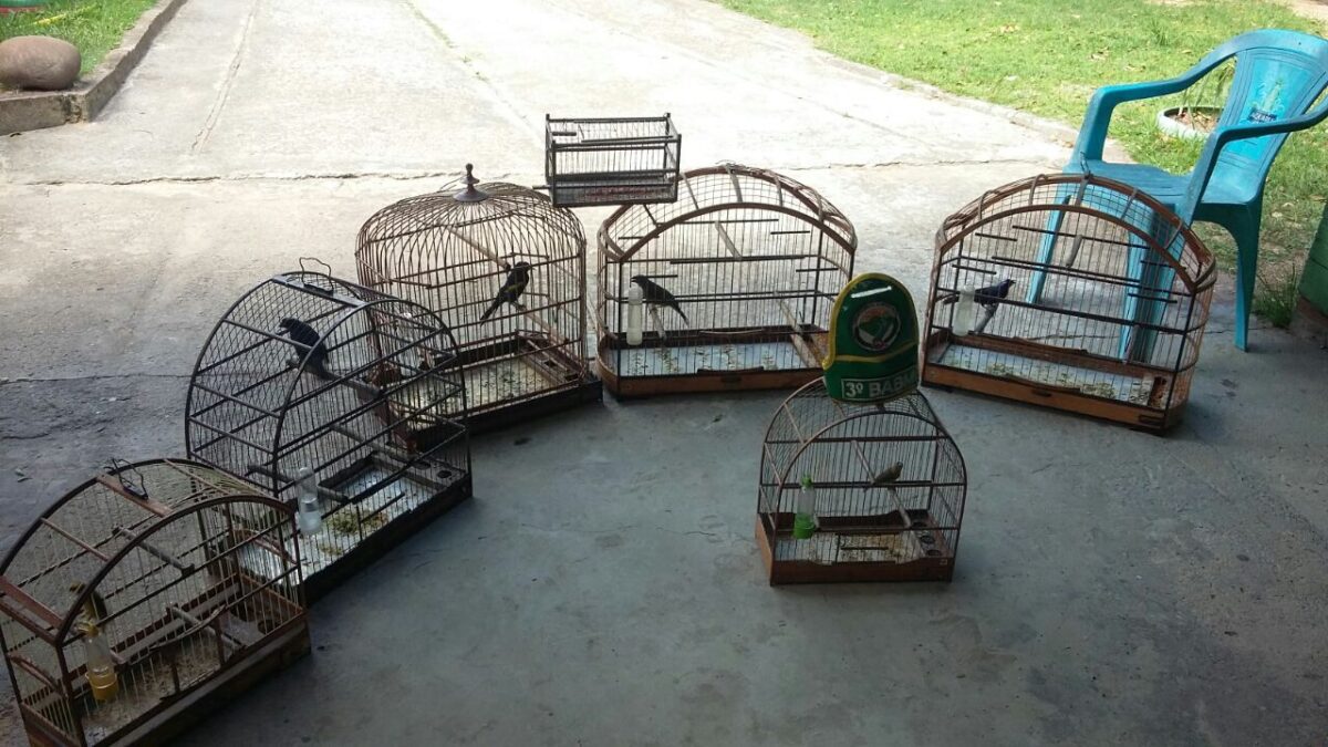 Osório: Comando Ambiental apreende pássaros silvestres em cativeiro