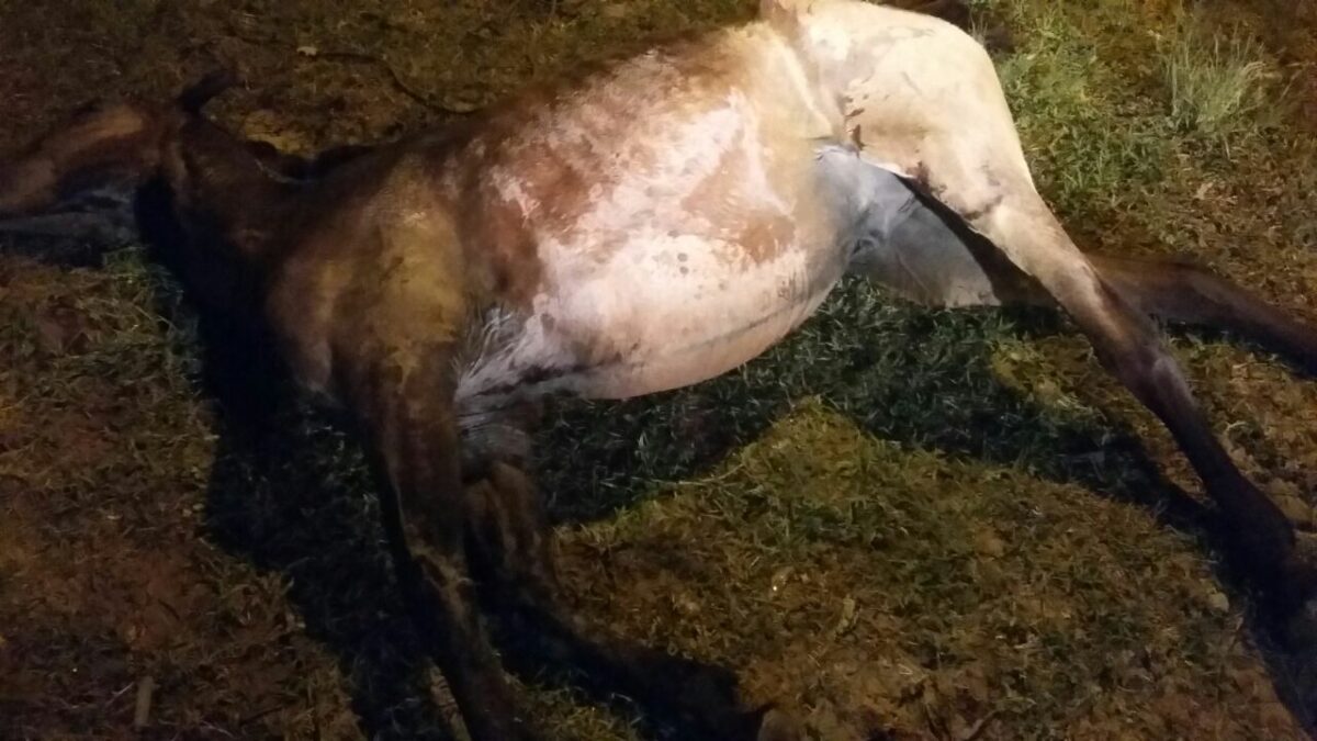 Proprietário de cavalo é autuado por maus tratos em Tramandaí