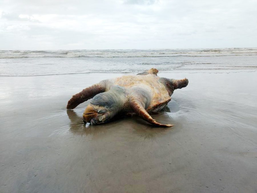 Tartarugas são encontradas mortas na beira mar de Imbé