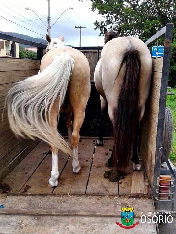 Cavalos em situação de perigo são recolhidos em Osório
