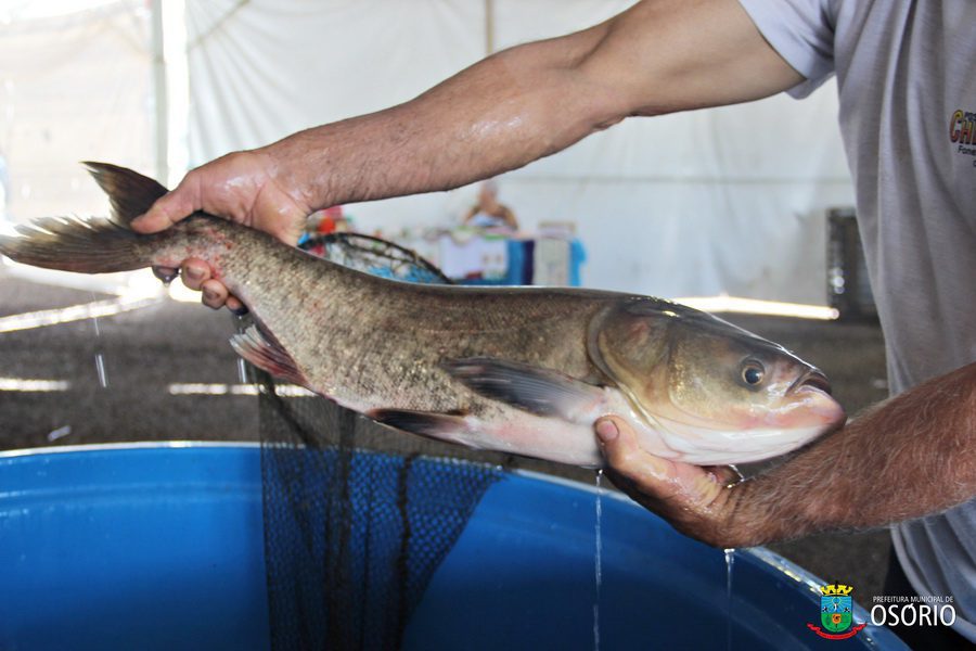 Engasgo com espinha de peixe na Páscoa: especialista alerta para aumento de casos e orienta cuidados