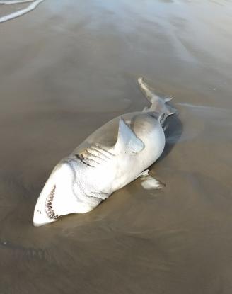 Tubarão é encontrado morto na beira mar de Tramandaí