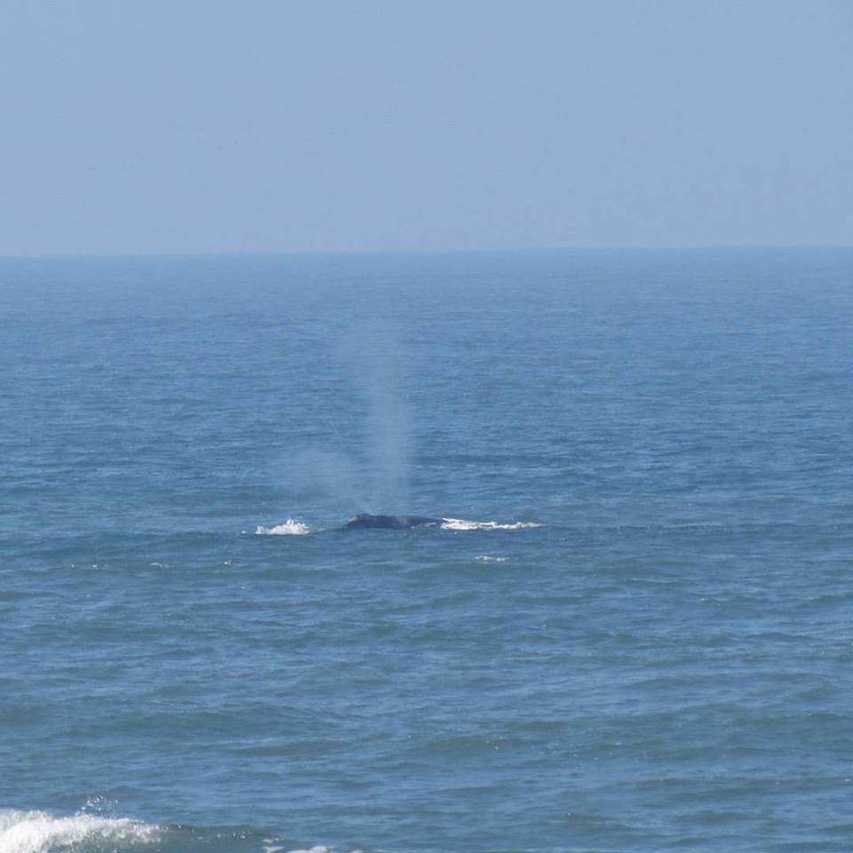 Baleias já são avistadas no Litoral Norte Gaúcho