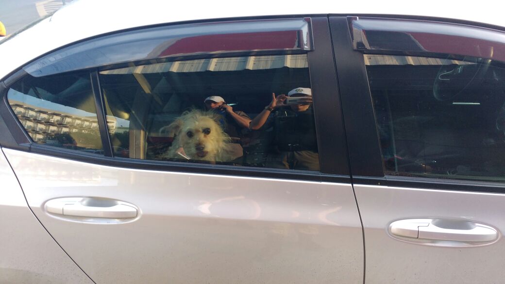 Bombeiros quebram vidro de carro para salvar cães em Tramandaí