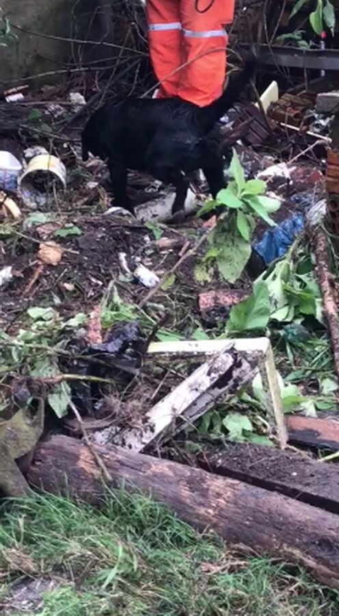 Cão farejador encontra ossada humana em Capão da Canoa (Veja vídeo)
