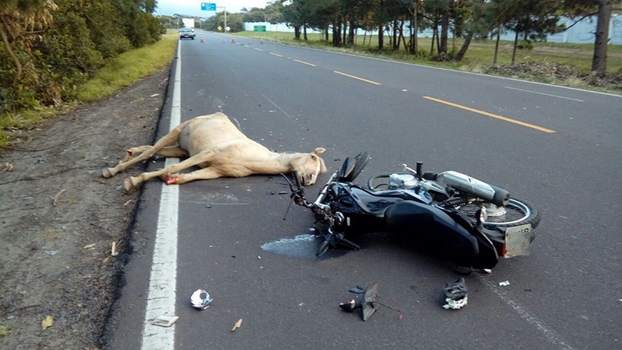 Estrada do Mar é bloqueada após acidente fatal envolvendo cavalo