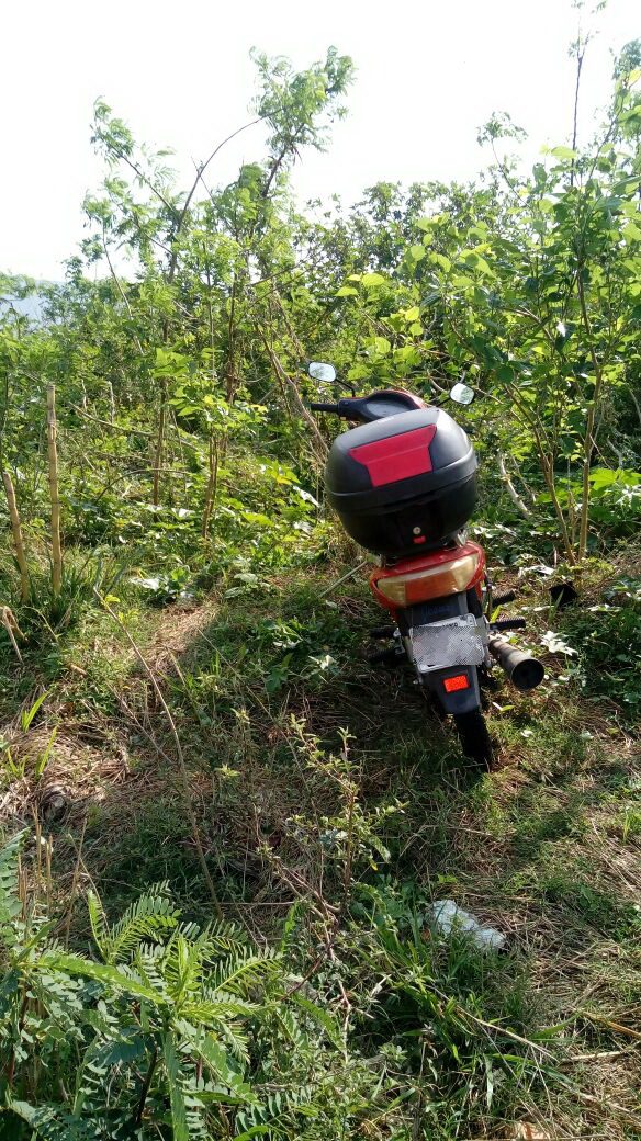 Osório: moto furtada na madrugada é localizada em matagal