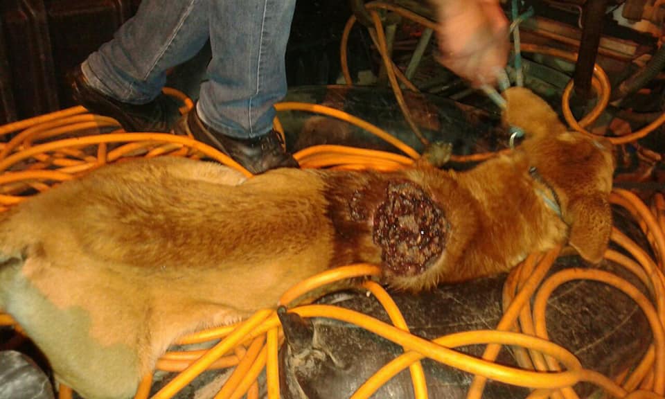 Departamento de Proteção Animal socorre cão com graves ferimentos em Osório