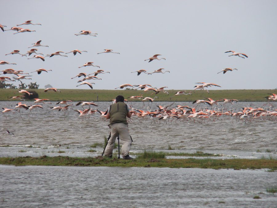 Parque Nacional da Lagoa do Peixe recebe Festival Brasileiro das Aves Migratórias