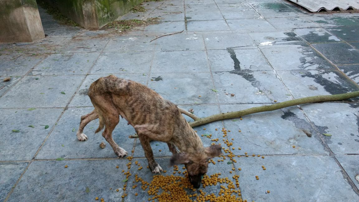 Quase 100 cães vítimas de maus-tratos são encontrados em residência de Cidreira