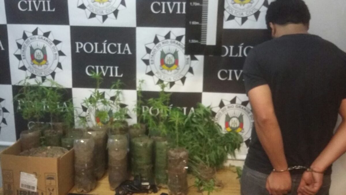Polícia localiza plantação de maconha em Osório