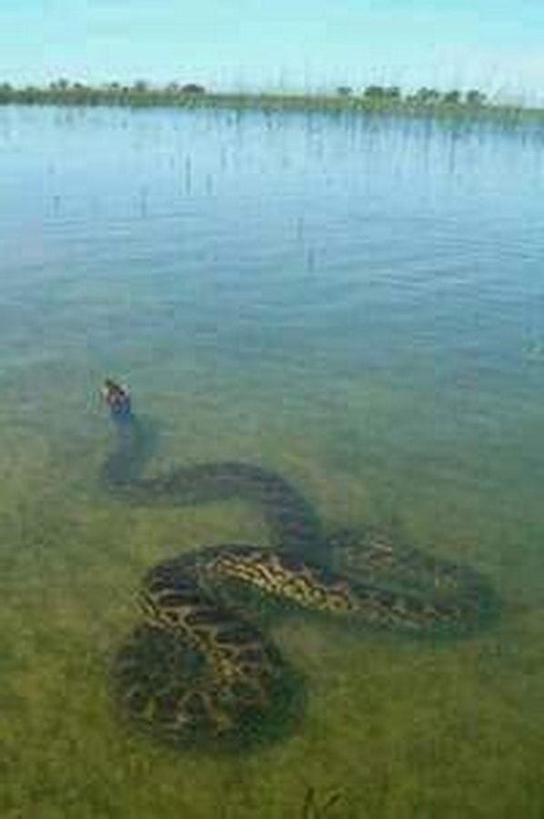 Prefeitura do Litoral emite nota para desmentir presença de jiboias em lagoa