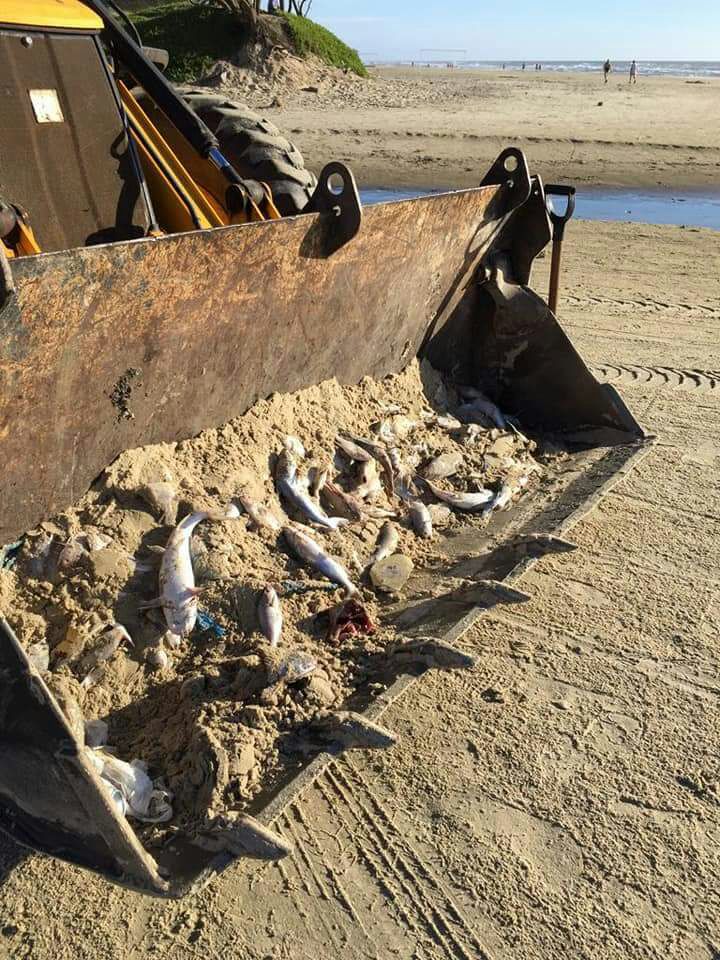 Milhares de peixes são encontrados mortos na orla gaúcha