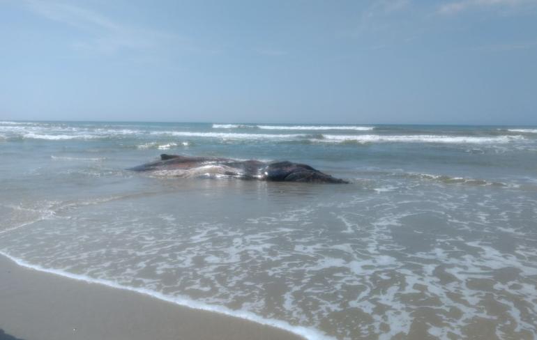Segunda baleia é encontrada morta em cinco dias na beira-mar