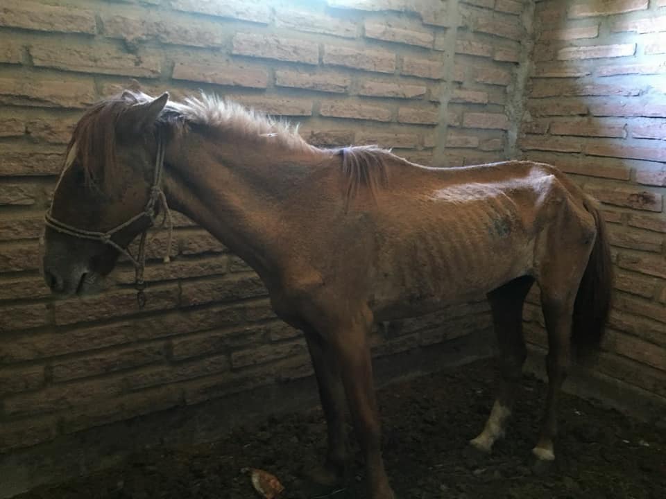 Cavalo vítima de maus tratos é recolhido em Osório