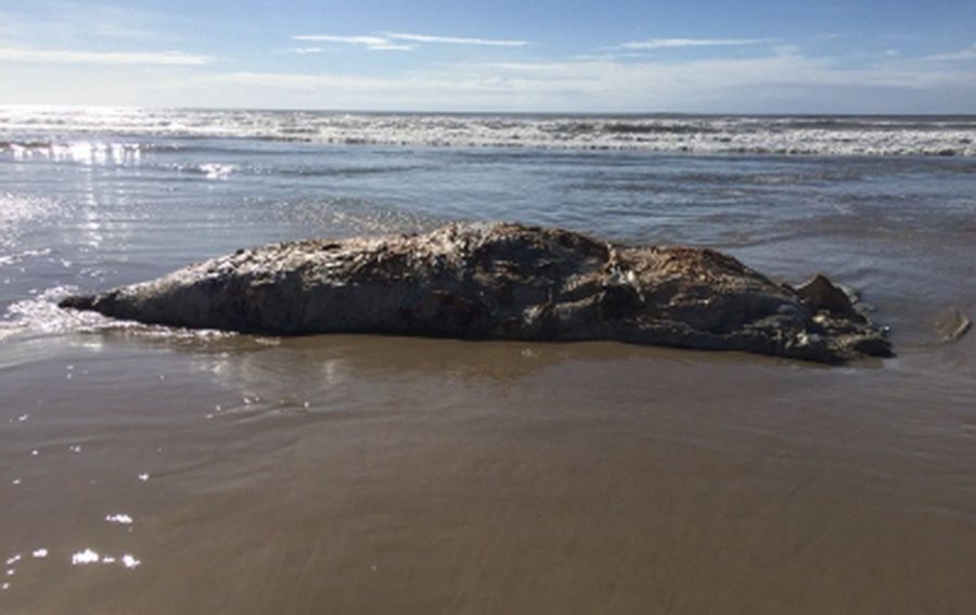 Baleia é encontrada morta na beira-mar
