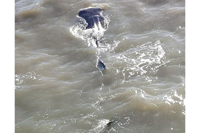Tubarão-baleia é flagrado no Litoral Gaúcho (vídeo)