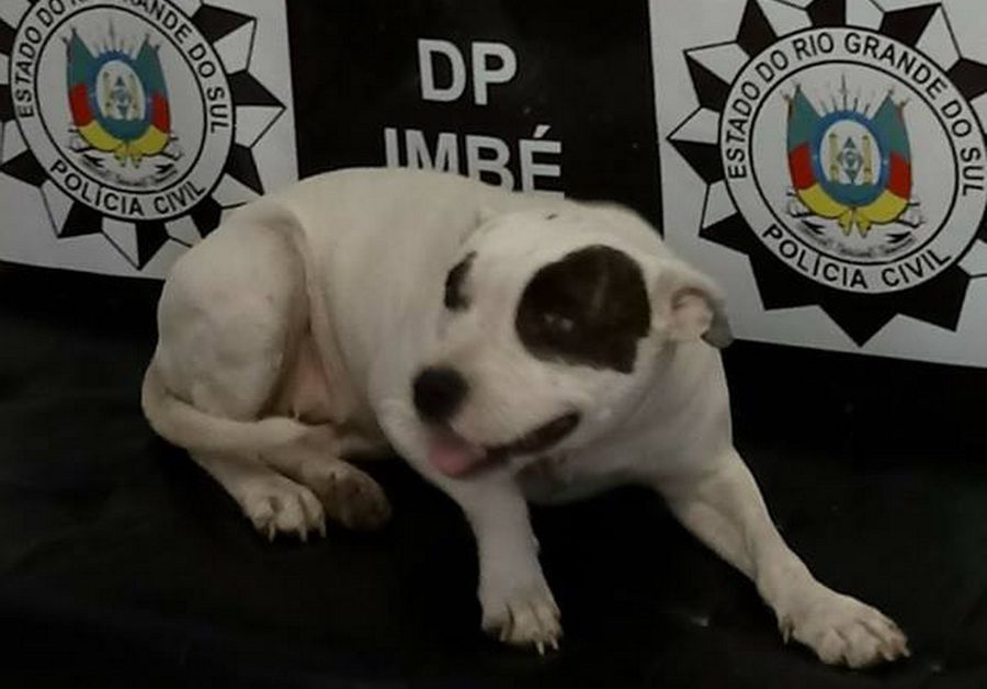 Polícia recupera pitbull furtada de dentro de pátio em Imbé