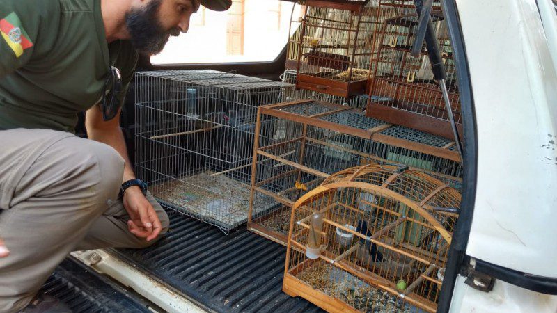 Operação apreende 18 aves em cativeiro irregular em Santo Antônio da Patrulha
