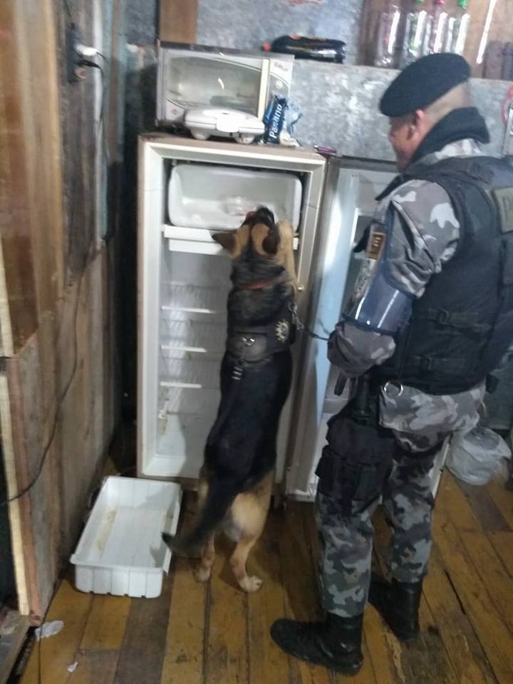 Cães do canil do 8°BPM localizam drogas dentro de geladeira em residência de Tramandaí