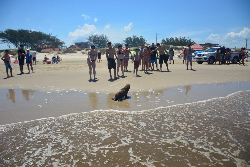 Lobo-marinho vira atração na beira da praia em Mariluz