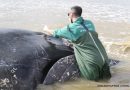 Ceclimar avalia possibilidade de eutanásia em baleia encalhada no Litoral