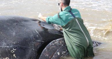 Ceclimar emite nota após eutanásia de baleia no Litoral Gaúcho
