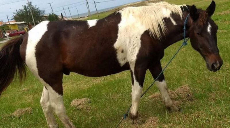 Família faz apelo para ter cavalos furtados de volta em Cidreira