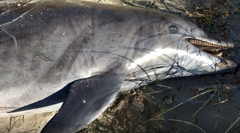 Boto encontrado morto na beira da praia de Imbé está ameaçado de extinção