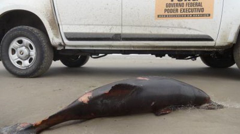 Mais de 100 toninhas foram encontradas mortas no Litoral Gaúcho