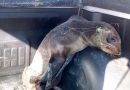 Lobo-marinho é encontrado ferido e enrolado em anzóis na beira mar