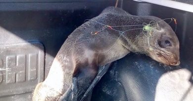 Lobo-marinho é encontrado ferido e enrolado em anzóis na beira mar