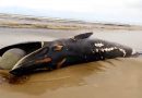 Baleia com mais de 10 metros é encontrada morta na beira mar de Quintão