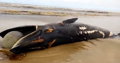 Baleia com mais de 10 metros é encontrada morta na beira mar de Quintão