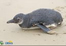 Pinguim ferido é resgatado na beira mar de Cidreira