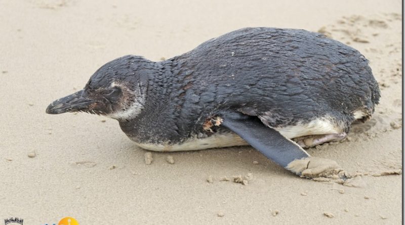 Pinguim ferido é resgatado na beira mar de Cidreira