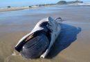 Baleia é encontrada morta na beira mar de Torres