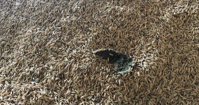 MP investiga esquema que vendia arroz com insetos, larvas e fezes de rato