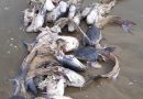 Carcaças de bagres são encontradas na beira mar de Imbé