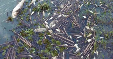 Laudo aponta uso de produto às margens de lagoa onde houve morte de peixes em Osório